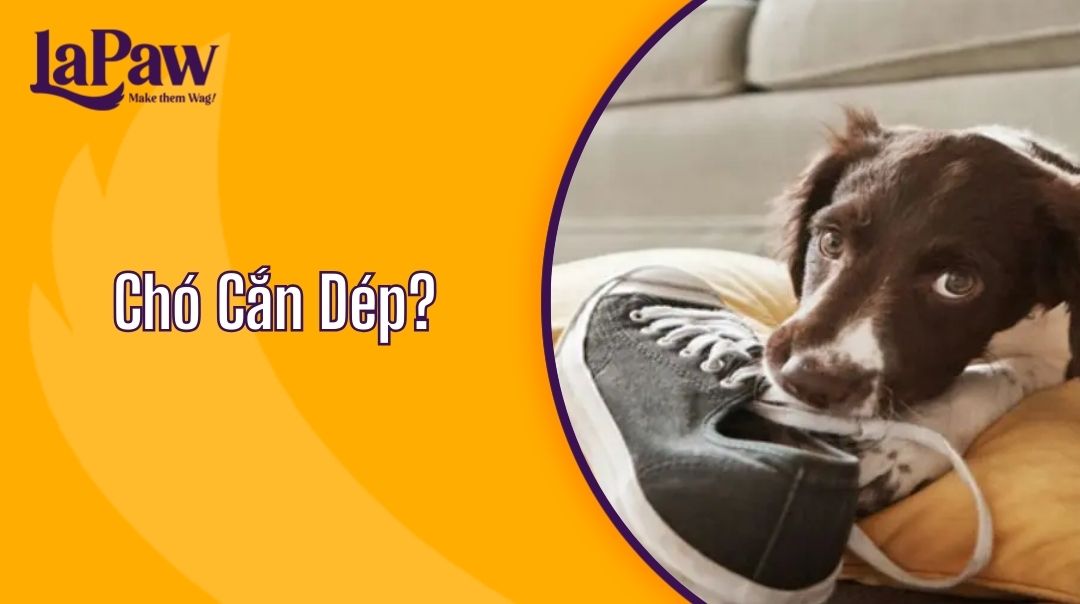 Chó Cắn Dép?