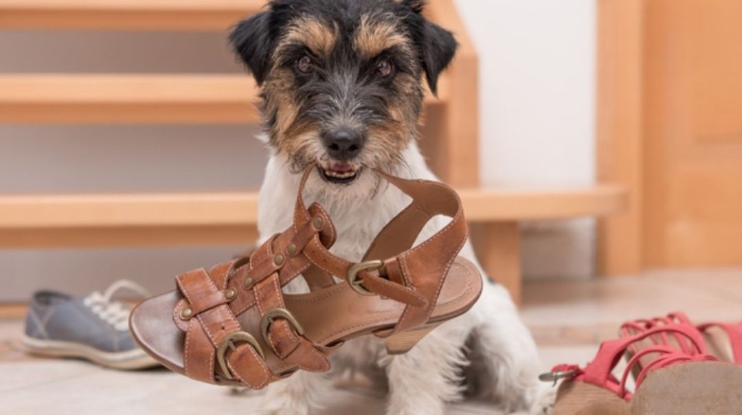 Vì sao chó lại cắn dép?