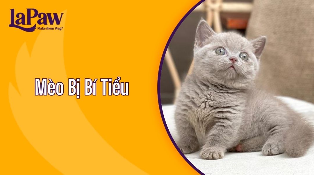 Mèo Bị Bí Tiểu