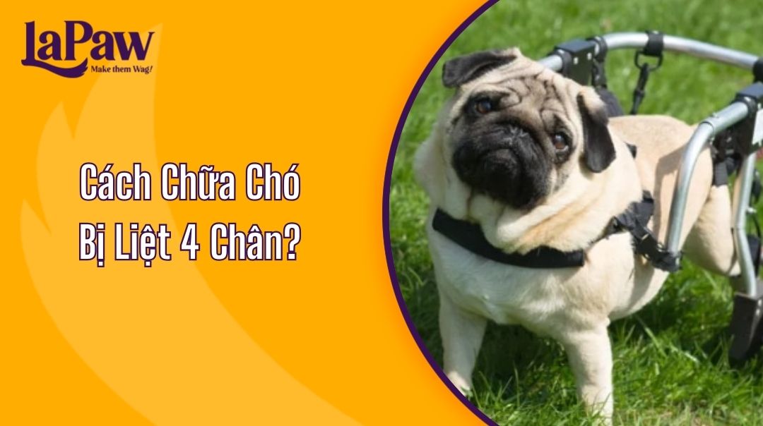 Cách Chữa Chó Bị Liệt 4 Chân?