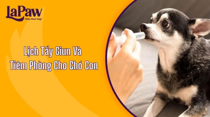 Lịch Tẩy Giun Và Tiêm Phòng Cho Chó Con