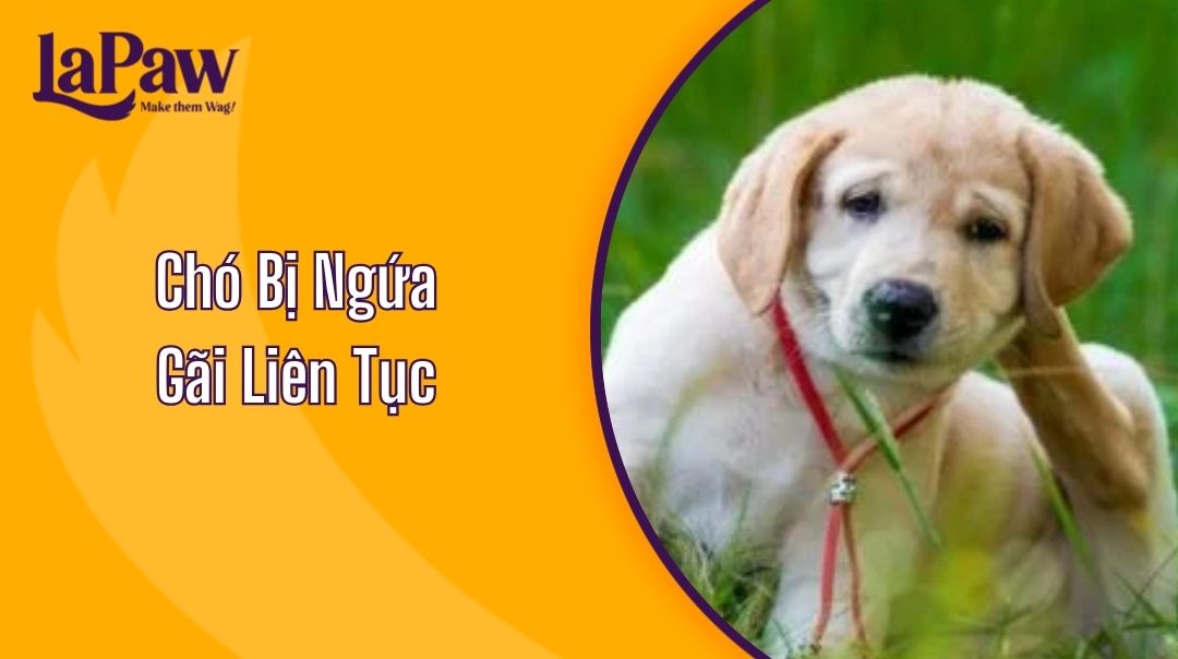 Chó Bị Ngứa Gãi Liên Tục