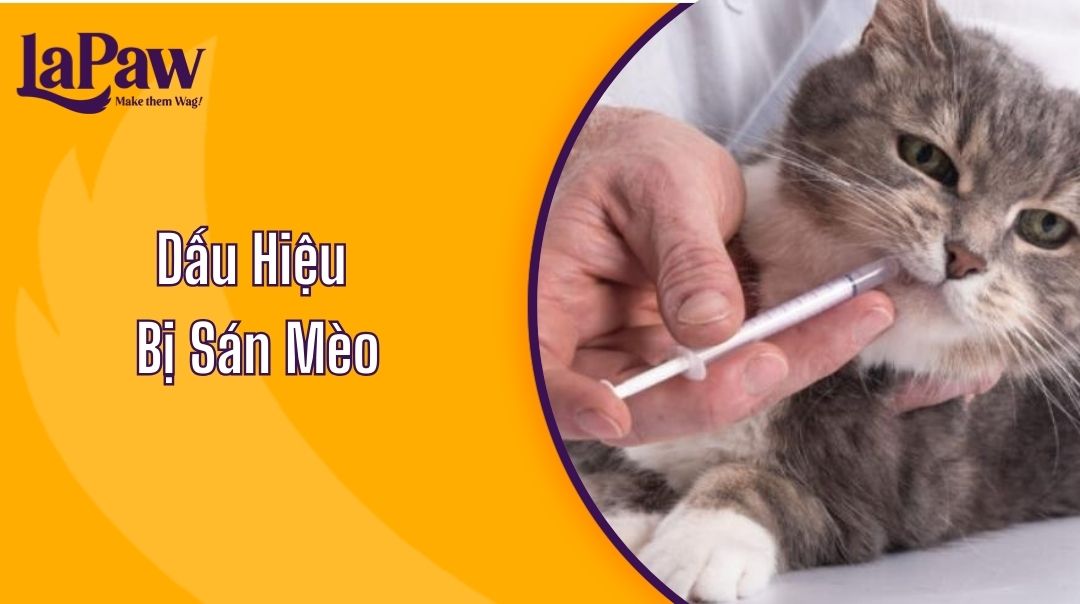dấu hiệu bị sán mèo
