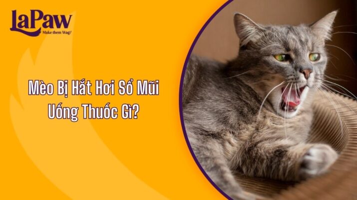 Mèo Bị Hắt Hơi Sổ Mũi Uống Thuốc Gì?