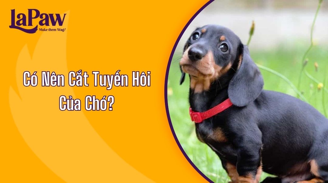 Có Nên Cắt Tuyến Hôi Của Chó?