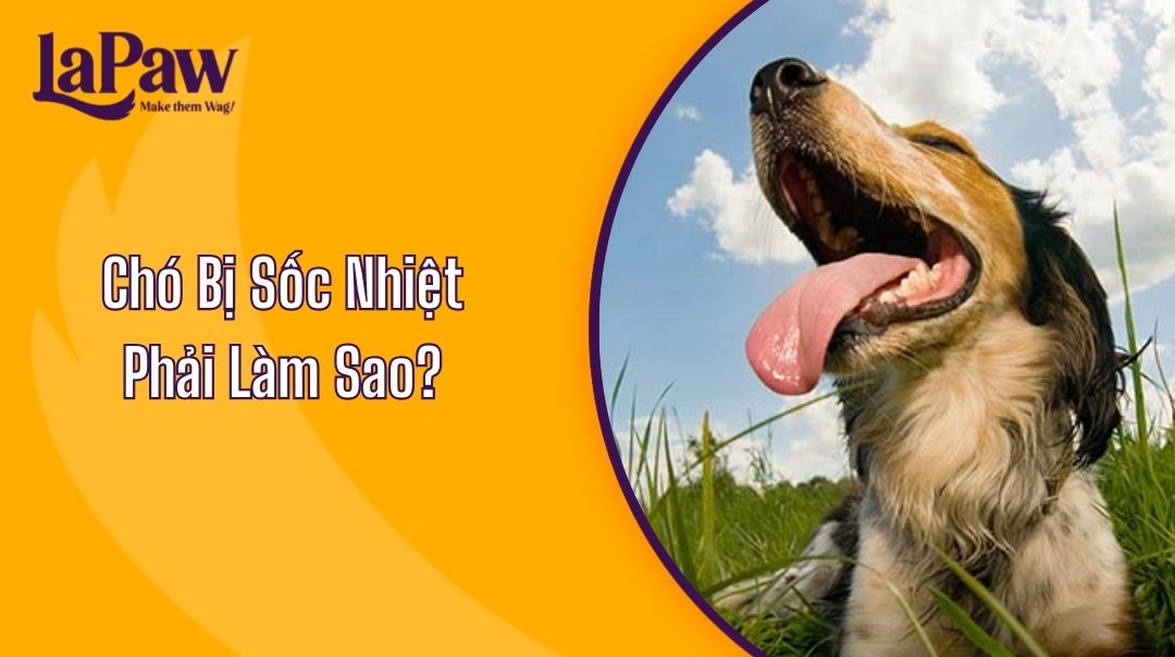 Chó Bị Sốc Nhiệt Phải Làm Sao?