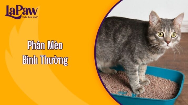 Phân Mèo Bình Thường