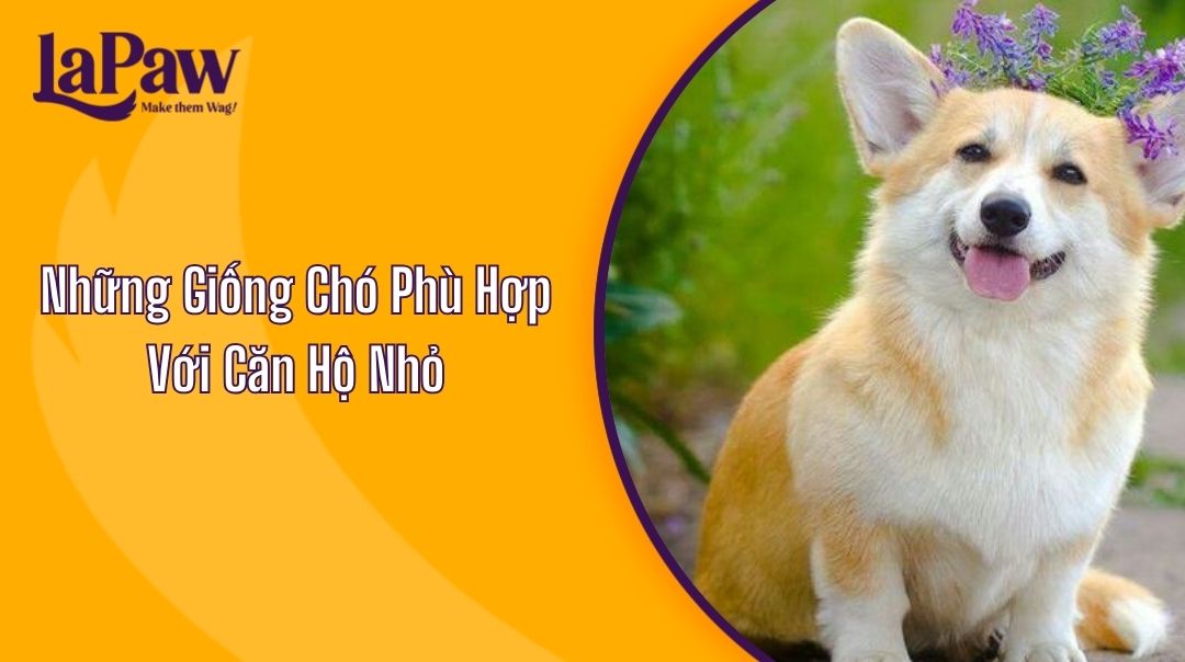 Những Giống Chó Phù Hợp Với Căn Hộ Nhỏ