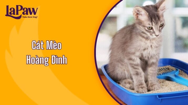 Cát Mèo Hoàng Đình