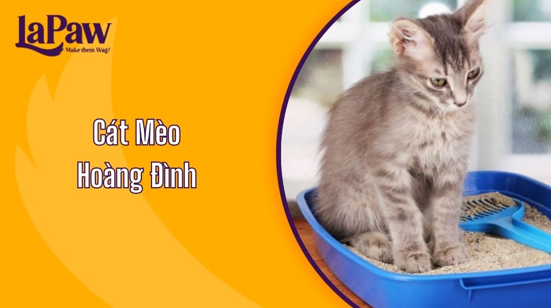 Cát Mèo Hoàng Đình