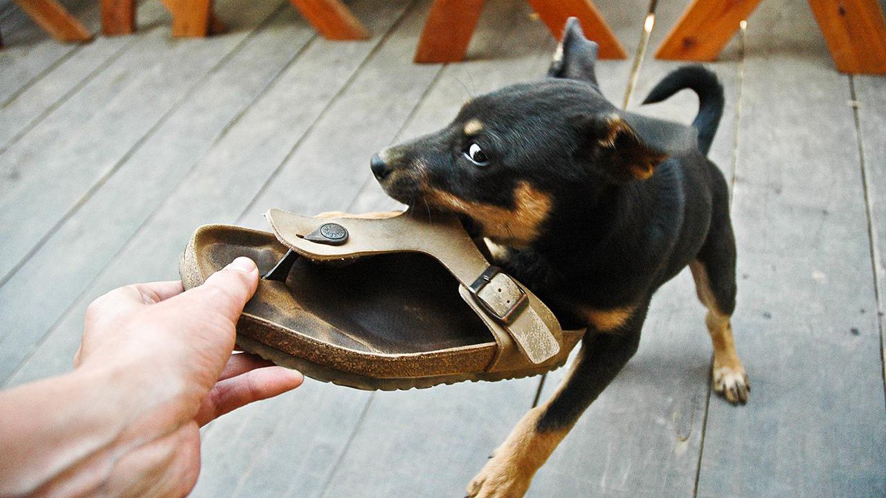 Tình trạng chó cắn dép có nghiêm trọng không?