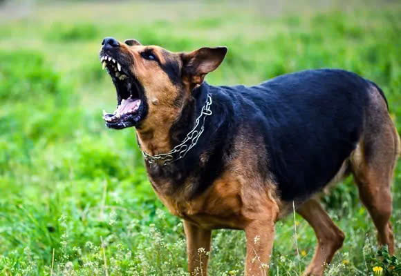 Bệnh dại ở chó là gì?