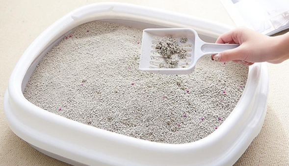 Cách chọn cát mèo khử mùi tốt phù hợp nhất 