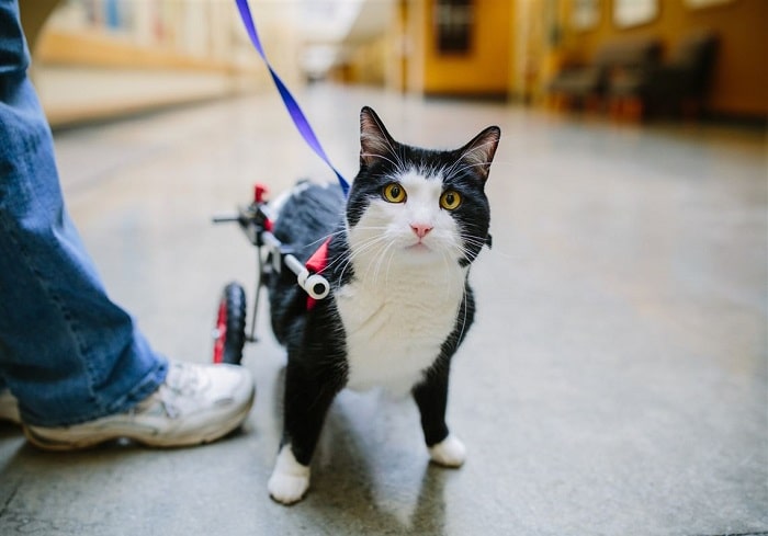 Cách điều trị khi mèo bị liệt 2 chân sau