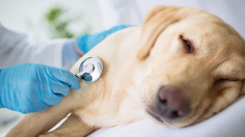 Cách xử lý khi chó ói ra bọt trắng