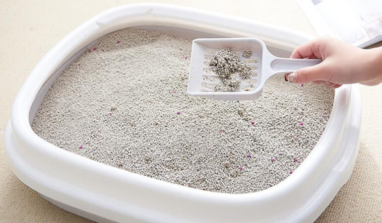 Cách sử dụng cát mèo Lapaw đúng cách