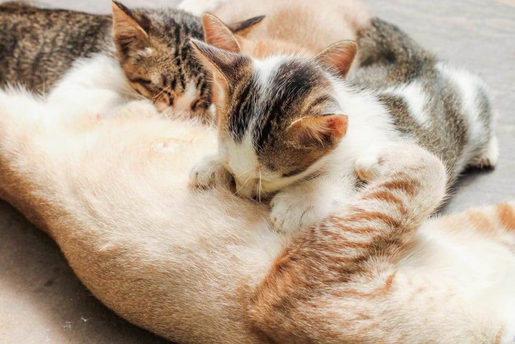 Chăm sóc mèo con sau khi sinh