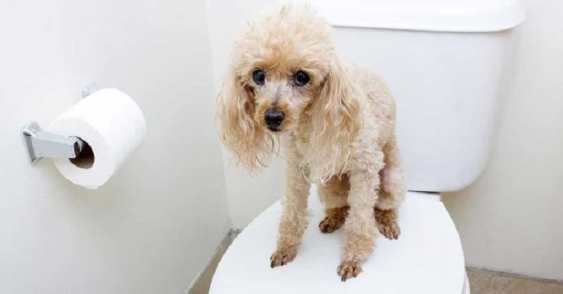 Dấu Hiệu Nhận Biết Chó Con Bị Tiêu Chảy 