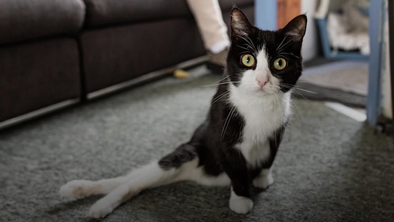 Dấu hiệu nhận biết mèo bị liệt 2 chân sau