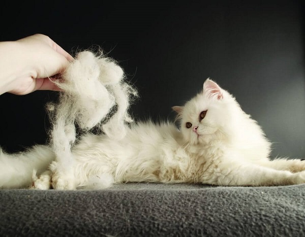 Dấu hiệu nhận biết mèo bị rụng lông từng mảng 