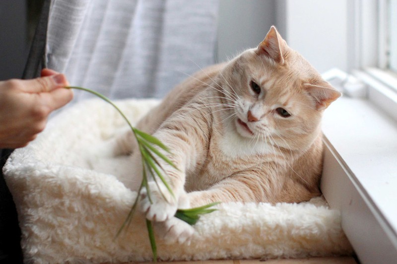 Dấu hiệu nhận biết mèo mang thai và sắp sinh