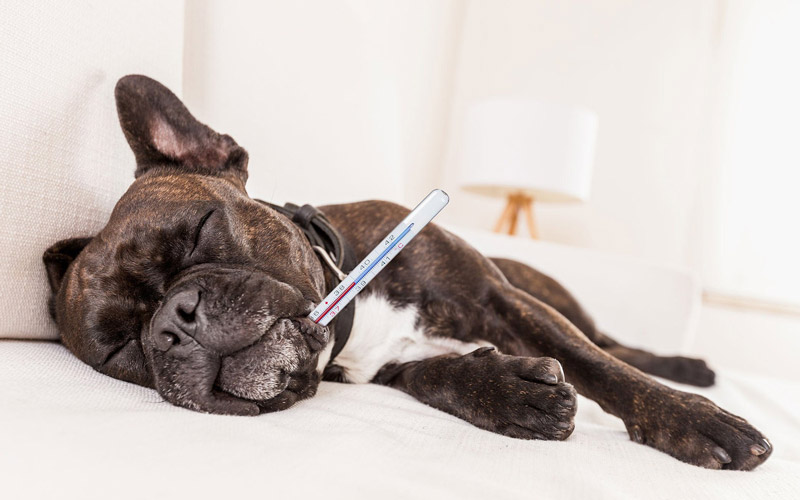 Dấu hiệu nhận biết nhiễm trùng máu ở chó