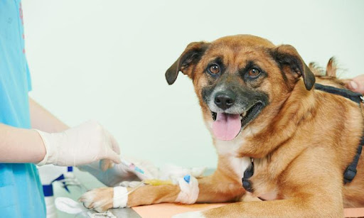 Điều trị nhiễm trùng máu ở chó