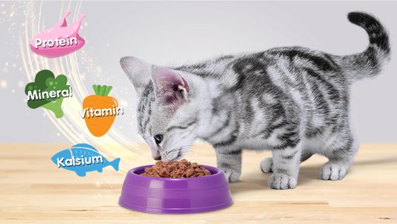 Ưu điểm vượt trội của thức ăn cho mèo Lapaw