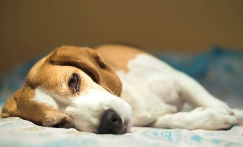 Nguyên nhân gây nhiễm trùng máu ở chó