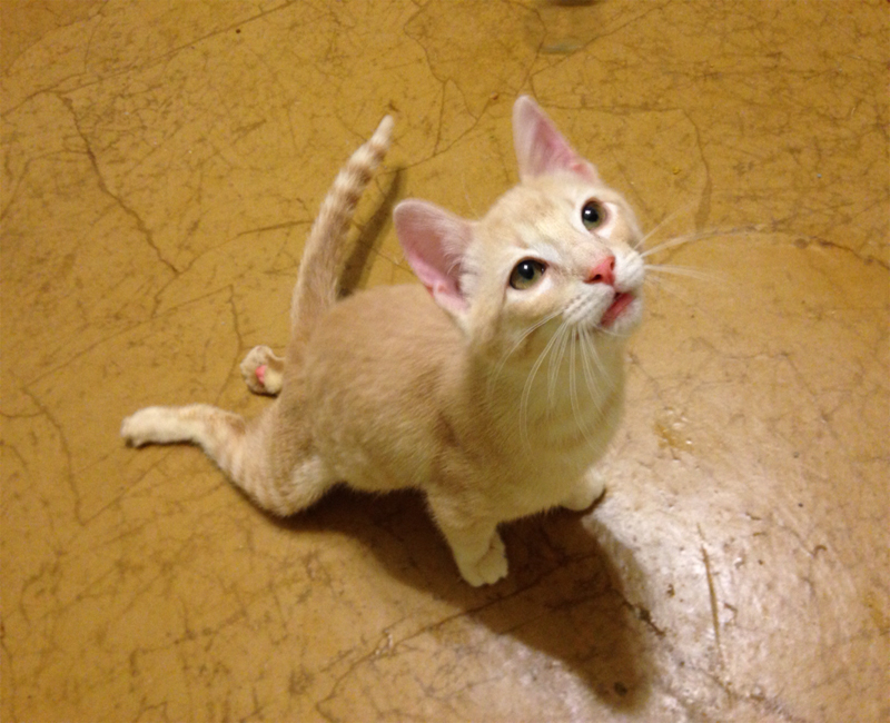 Nguyên nhân khiến mèo bị liệt 2 chân sau