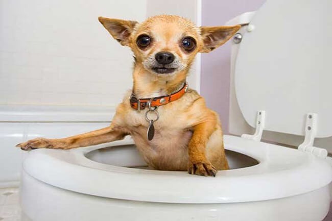 Phòng Tránh Chó Con Bị Tiêu Chảy 