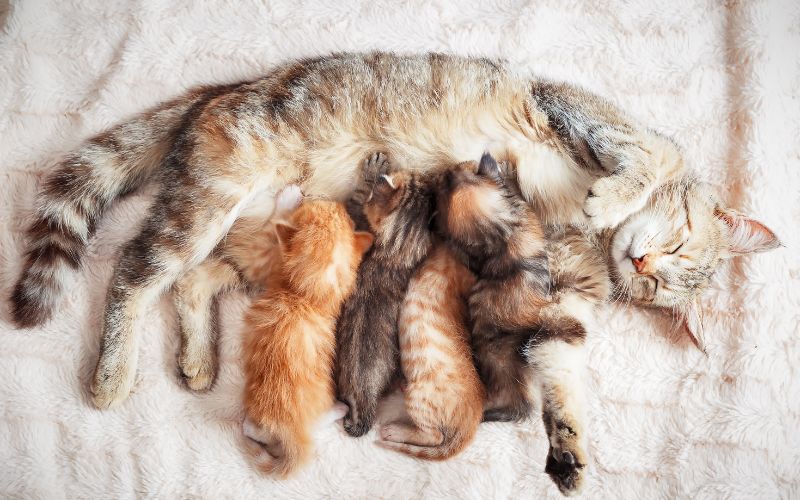 Quá trình mèo sinh con diễn ra như thế nào?
