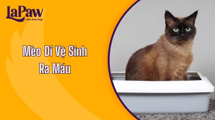 Mèo Đi Vệ Sinh Ra Máu