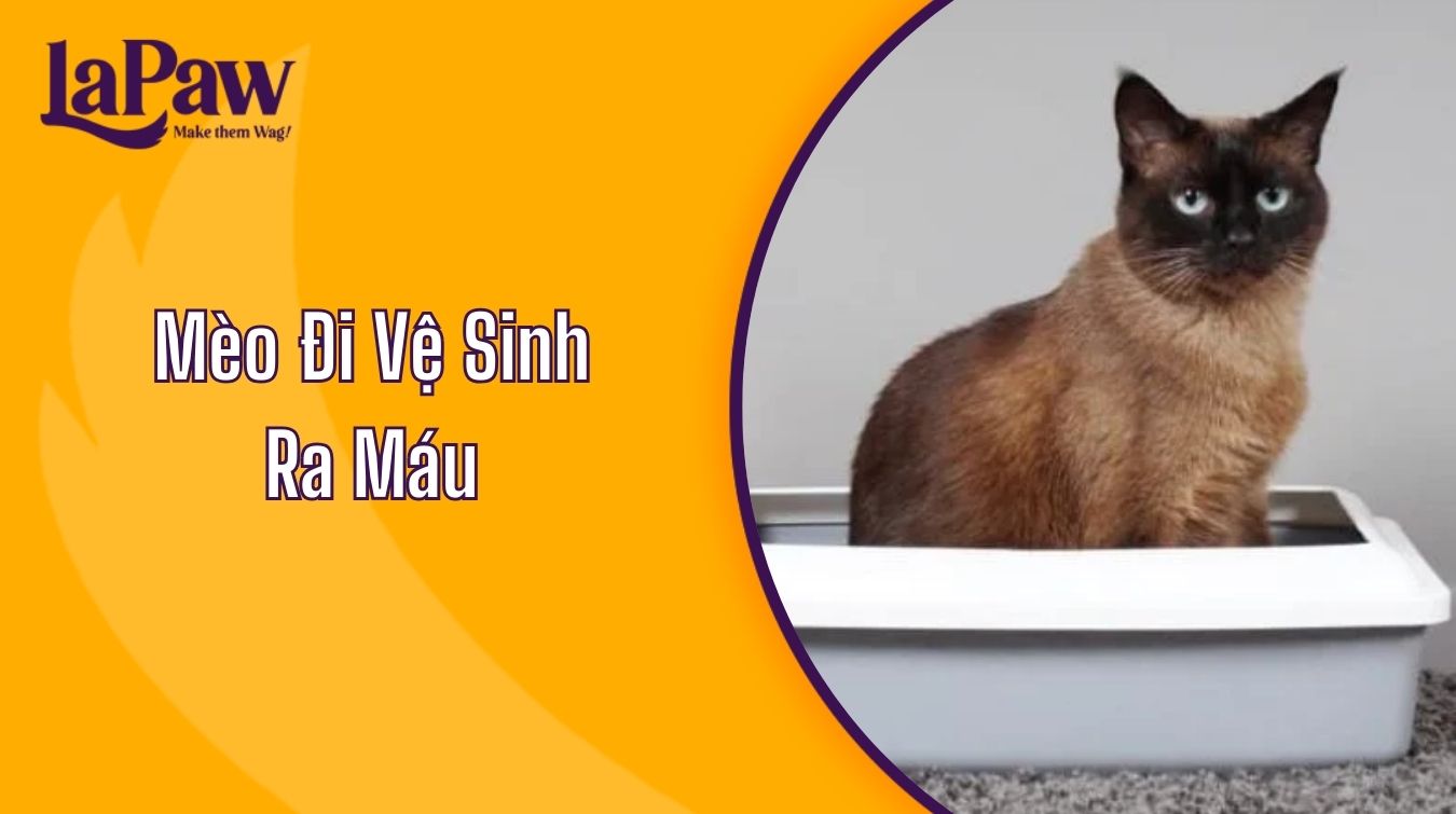 Mèo Đi Vệ Sinh Ra Máu