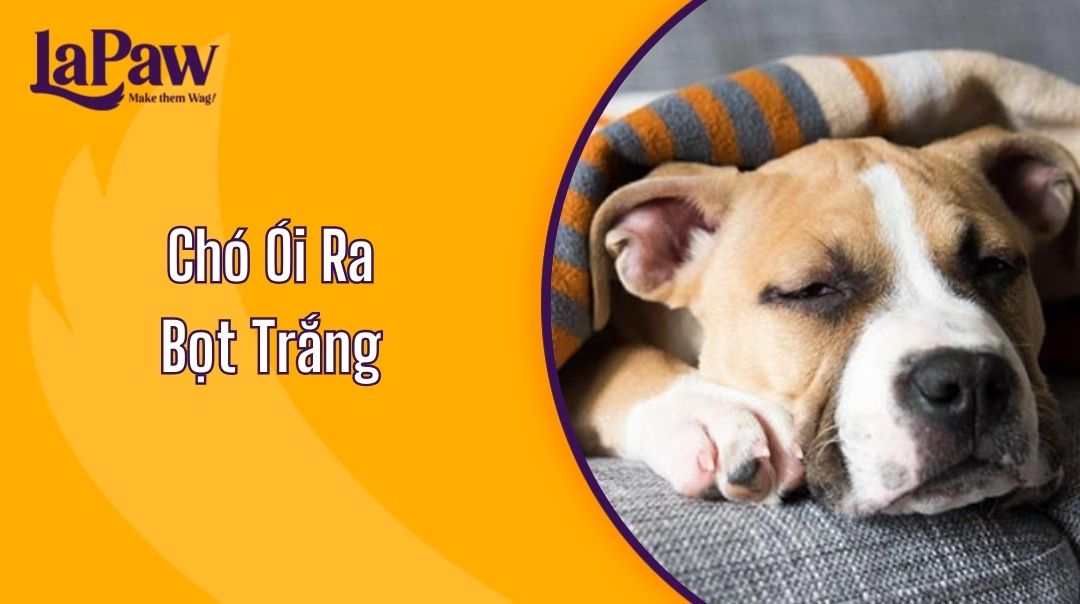 Chó Ói Ra Bọt Trắng Có Nguy Hiểm Không?