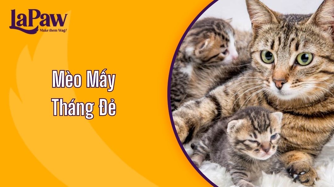 Mèo Mấy Tháng Đẻ