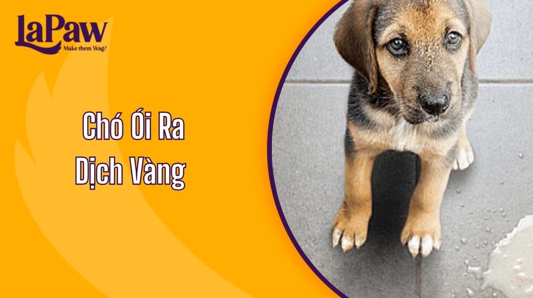 Chó Ói Ra Dịch Vàng