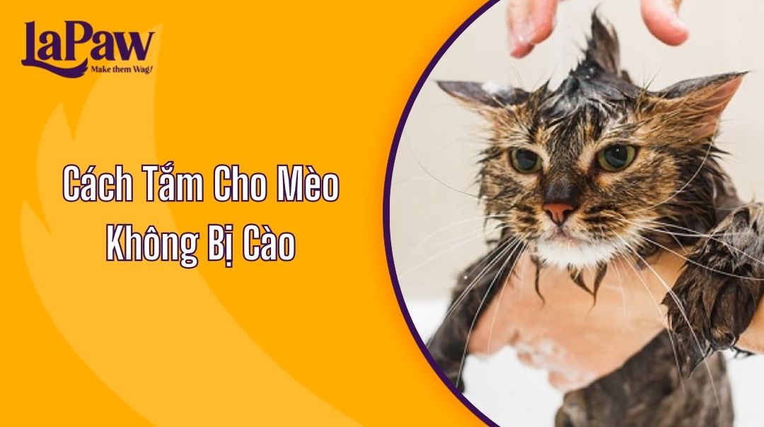 Cách Tắm Cho Mèo Không Bị Cào