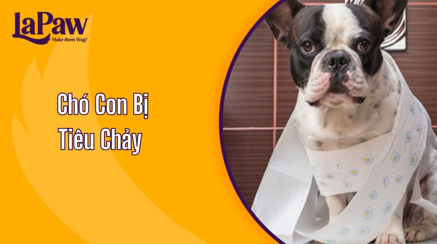 Chó Con Bị Tiêu Chảy