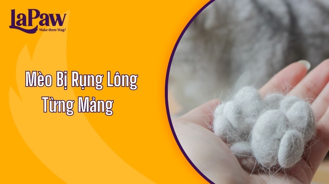 Mèo Bị Rụng Lông Từng Mảng
