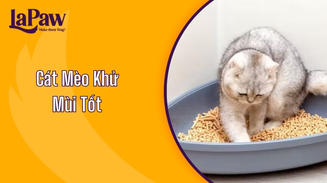 Cát Mèo Khử Mùi Tốt