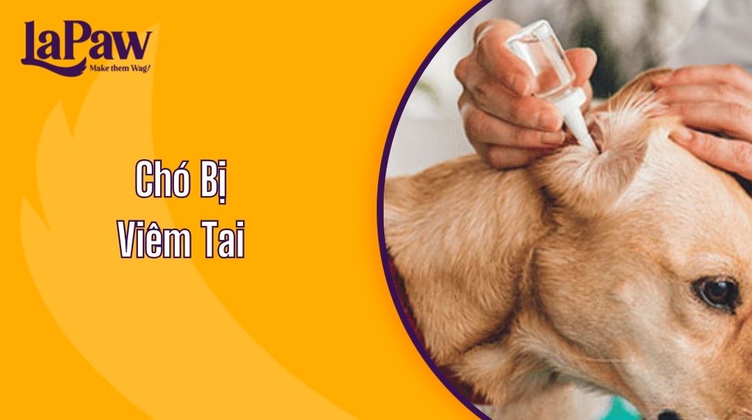 Chó Bị Viêm Tai