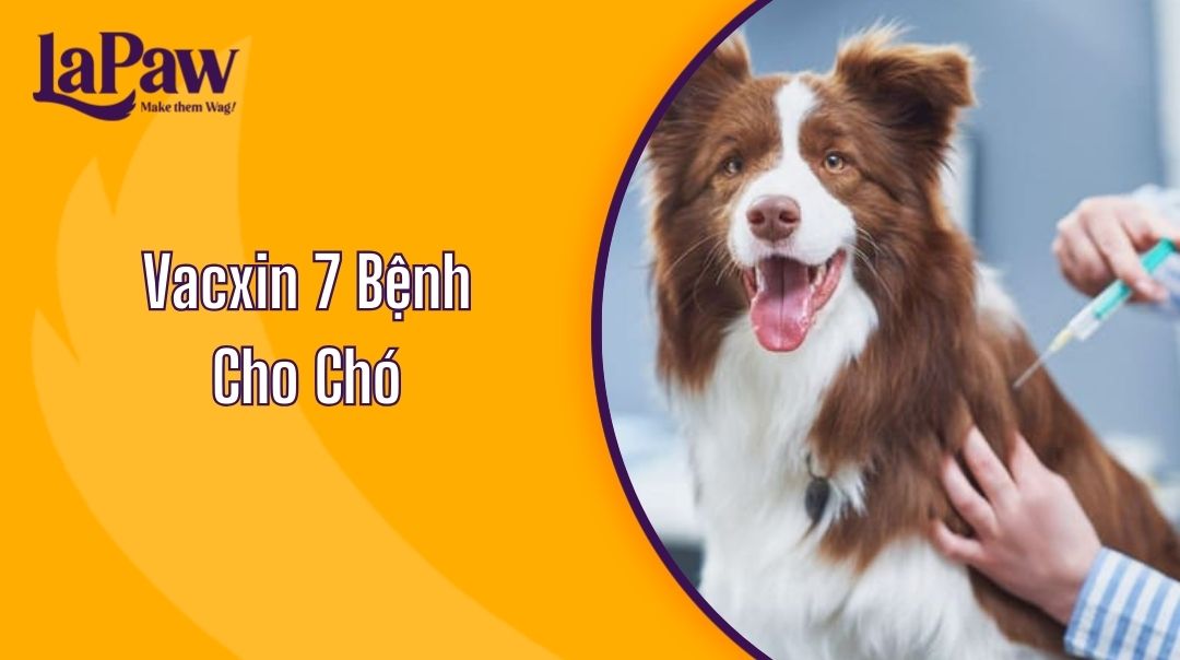 Vacxin 7 Bệnh Cho Chó