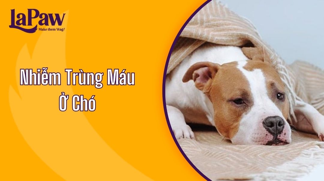 Nhiễm Trùng Máu Ở Chó