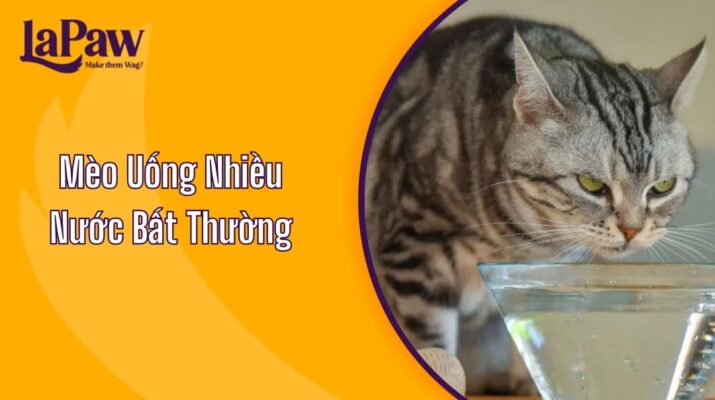 Mèo Uống Nhiều Nước Bất Thường