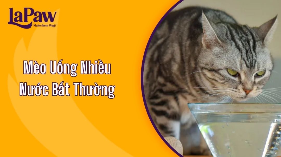 Mèo Uống Nhiều Nước Bất Thường