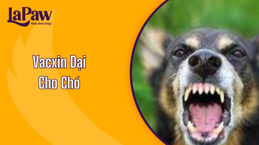 Vacxin Dại Cho Chó
