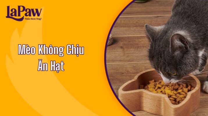 Mèo Không Chịu Ăn Hạt