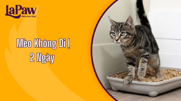 Mèo Không Đi Ị 2 Ngày?