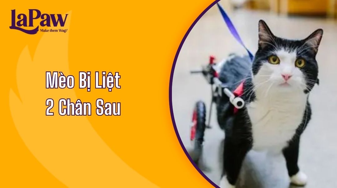 Mèo Bị Liệt 2 Chân Sau